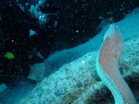 mauritius-scuba-diving-discovery-moray-eel