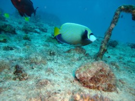 scuba-diving-emperator-angel-fish