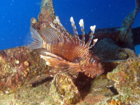 scuba-diving-mauritius-dwarf-zebra-lionfish