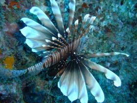 mauritius-black-lion-fish