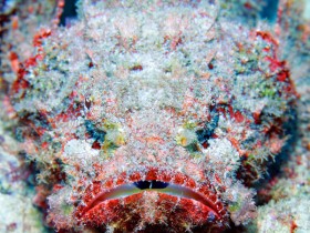 mauritius-stone-fish