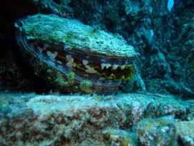 scuba-diving-giant-oyster-shell