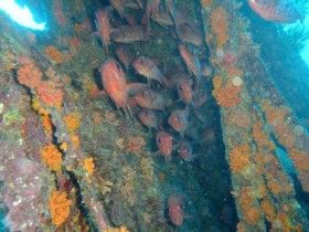 scuba-diving-inside-stella-maru