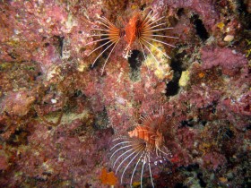 scuba-diving-mauritius-antennata-lionfish