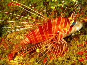 scuba-diving-mauritius-lion-fish