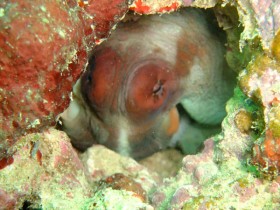 scuba-diving-mauritius-octopus-in-a-hole