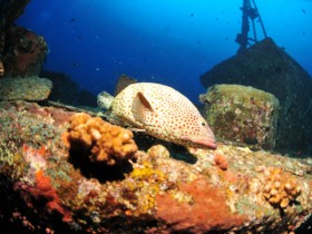 scuba-diving-mauritius-red-hind