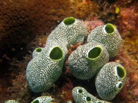 sea-sponge-mauritius-scuba-dive